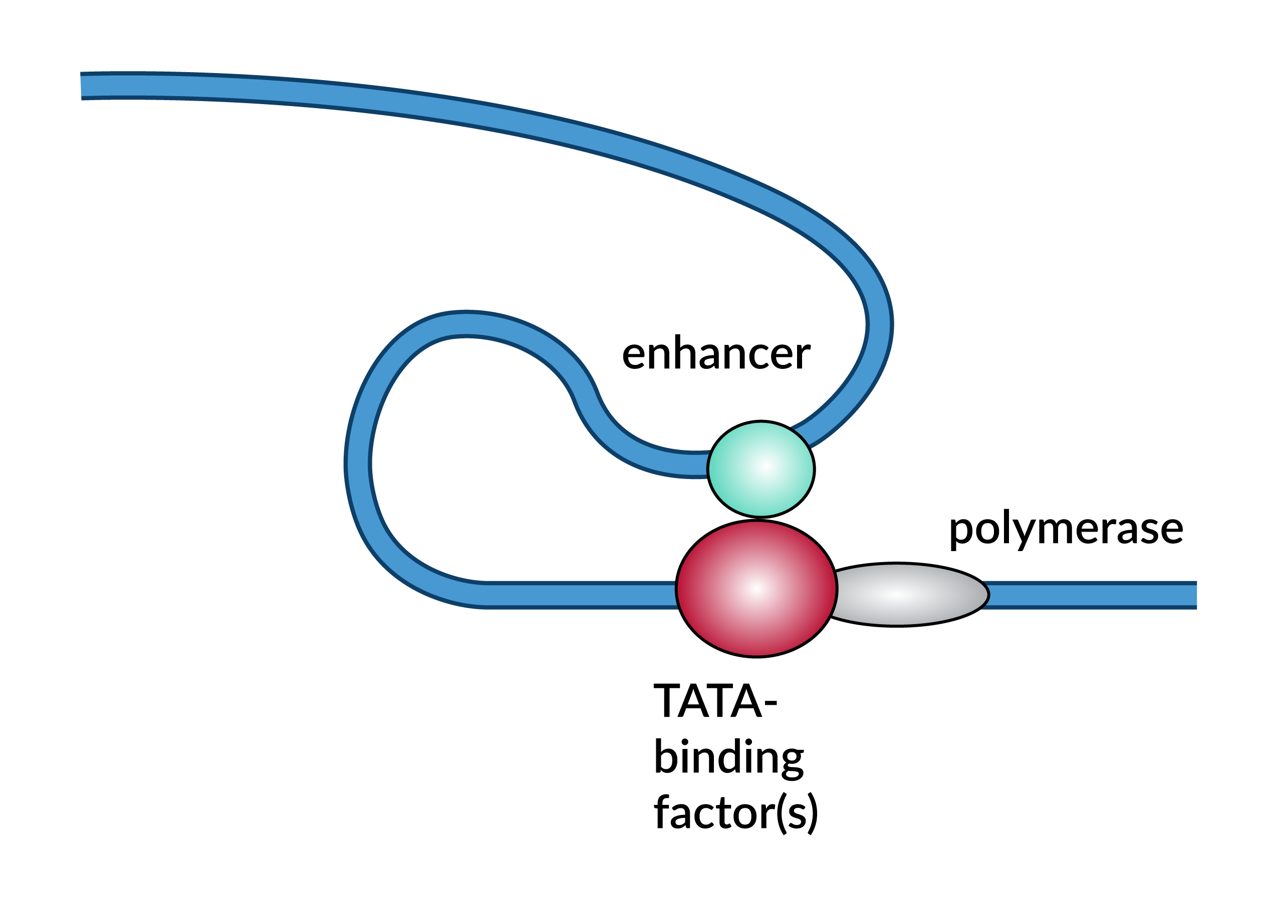 transcription biology